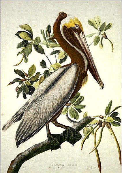 John James Audubon Brown Pelican